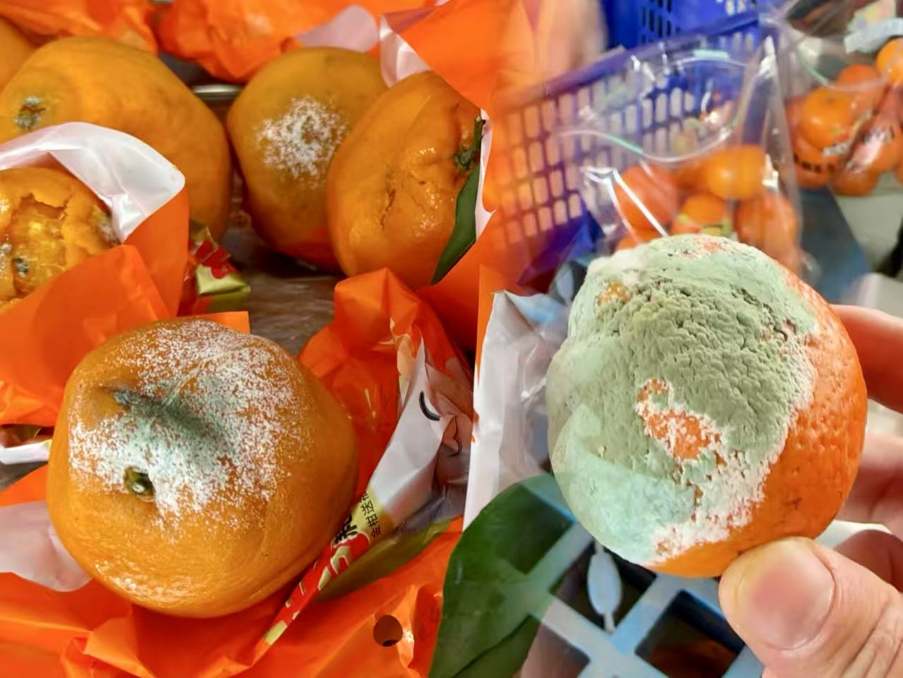 Rotten Riches? Moldy Oranges Sell for Hundreds Online