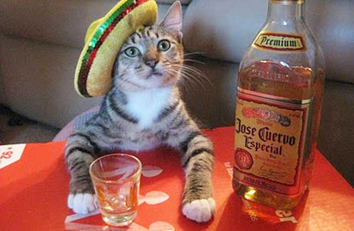 Where to Celebrate Cinco de Mayo in Shanghai
