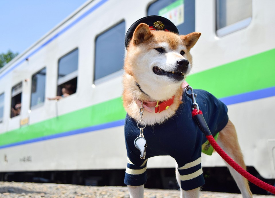 Pets Now Allowed on Shanghai-Beijing High-Speed Railway