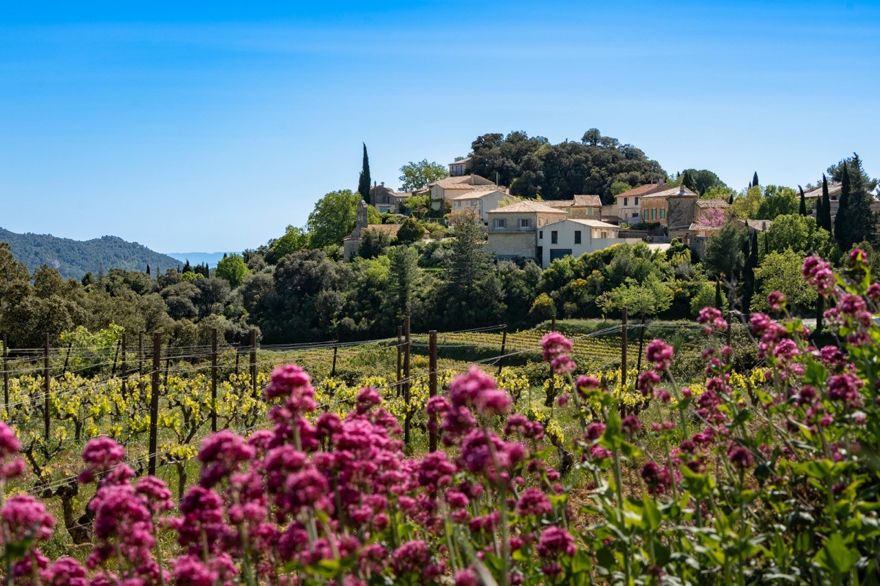 Pink Crush: A Rosé Reverie from Provence