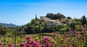 Pink Crush: A Rosé Reverie from Provence