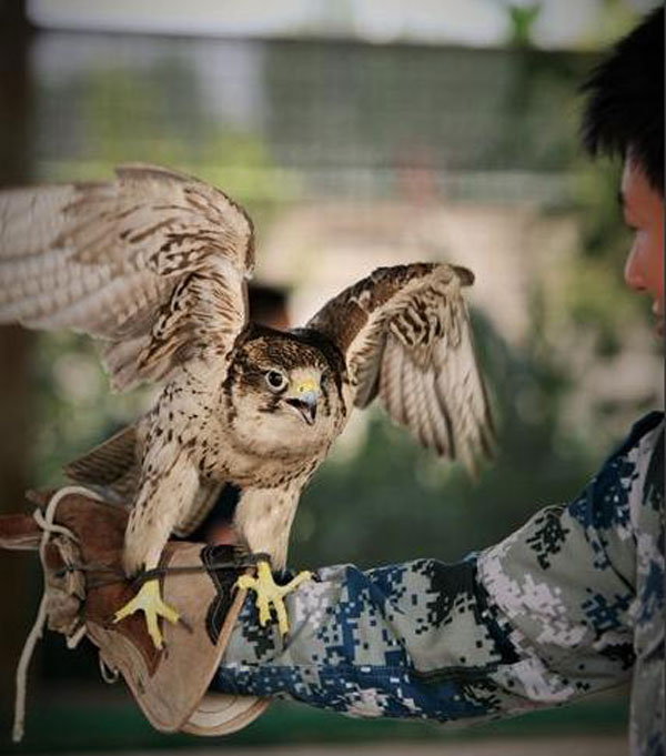 PLA dispatches falcons to prevent bird strikes from ruining military parade 