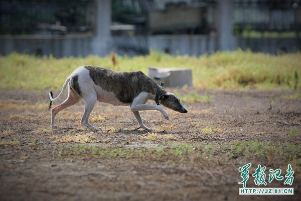 PLA dispatches dogs to prevent bird strikes from ruining military parade 