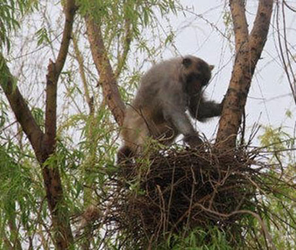 PLA trains macaques to disperse birds ahead of military parade