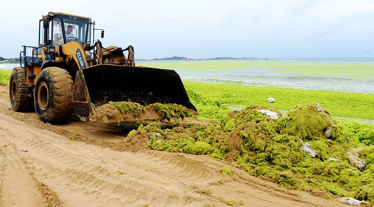 Thousands of tons of algae are removed from China's beaches 