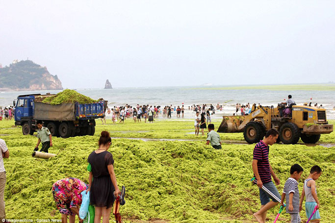 Thousands of tons of algae are removed from China's beaches 