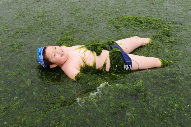 Green algae washes ashore in Shandong