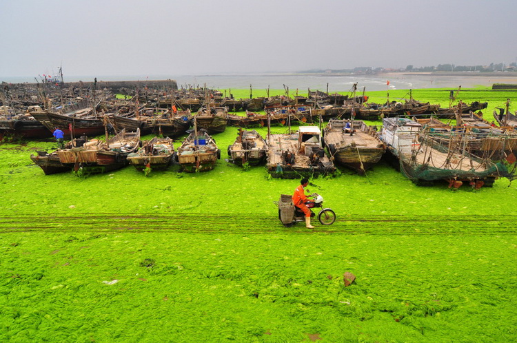 Green algae washes ashore in Qingdao