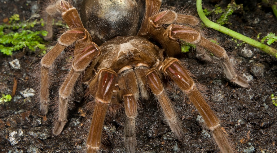 Chinese bird spider.