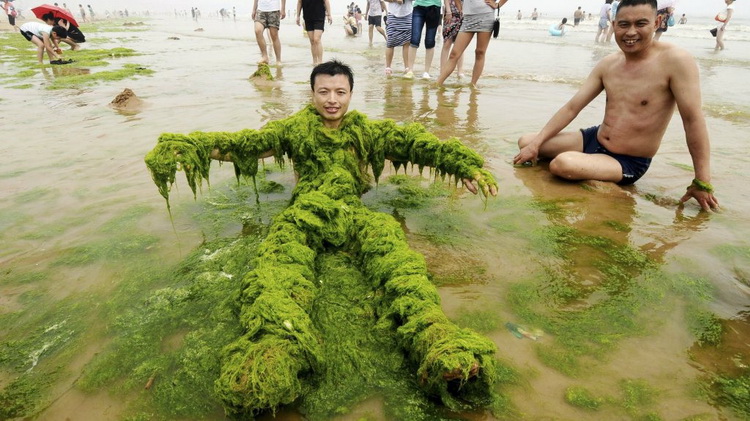 Qingdao locals enjoy the annual green algae waves