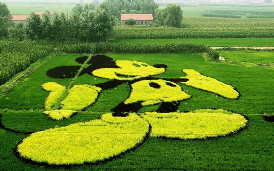 China rice paddy art