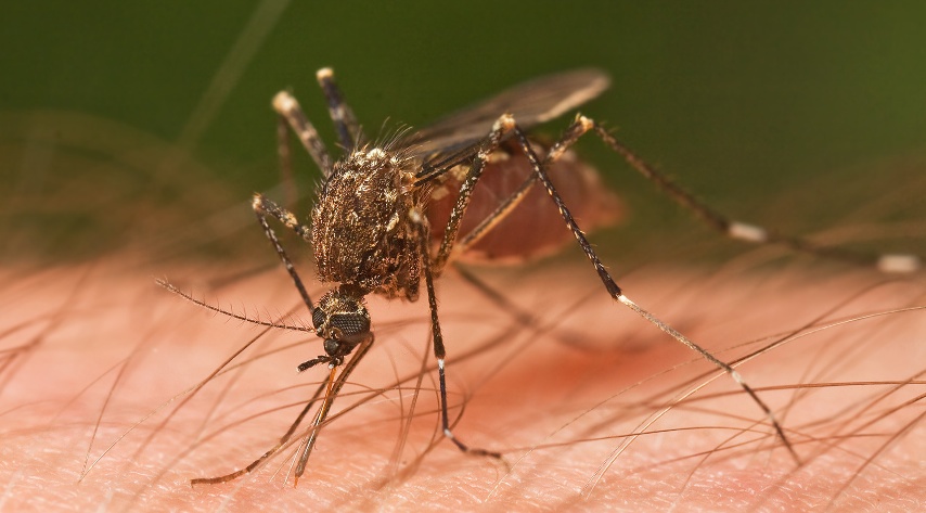 Mosquito and victim. 