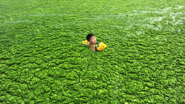 Green algae takes over Qingdao's seas