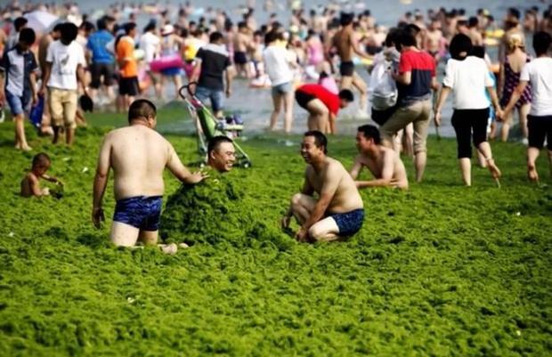 Green algae hits Qingdao's shore